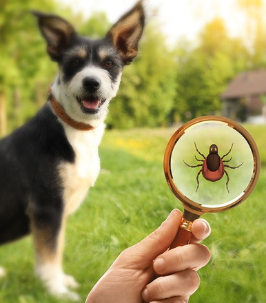 Ticks, Trails, and Toxic Attachments: Surviving Tick Season With Your Dog