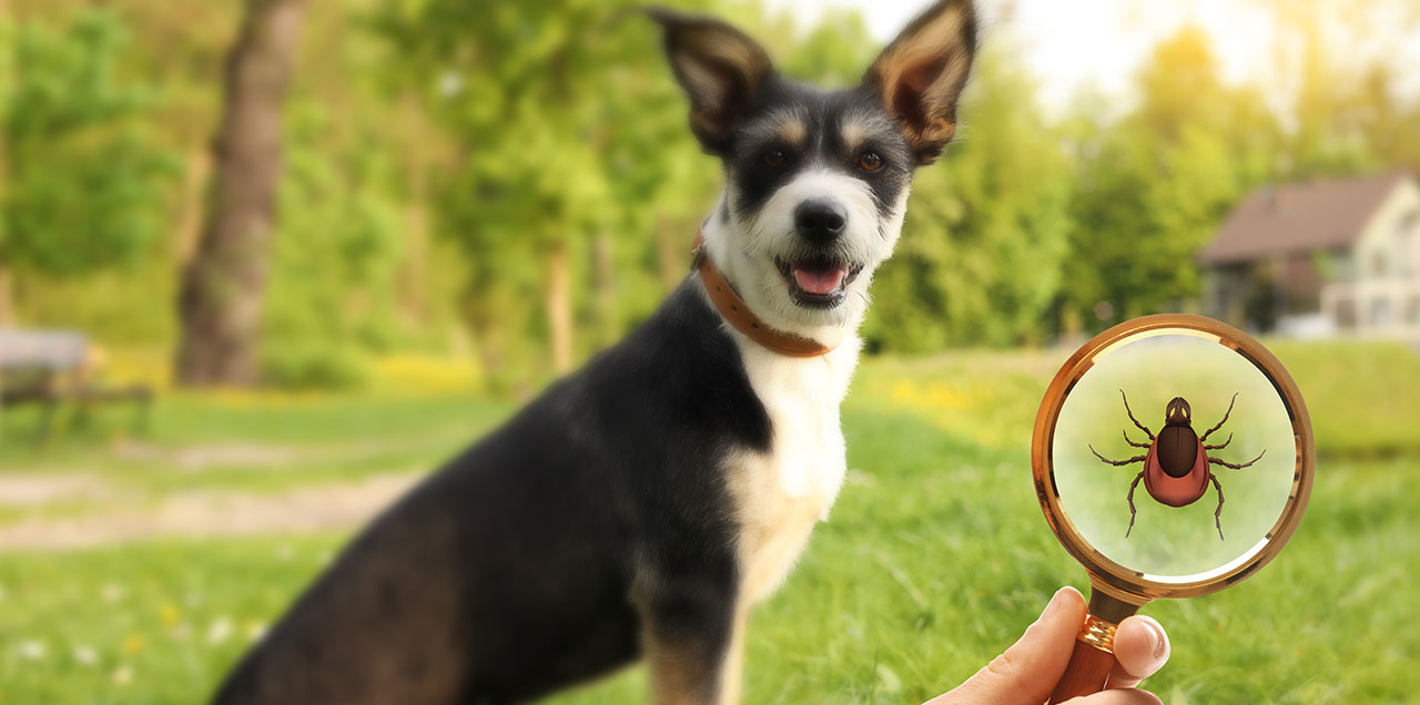Ticks, Trails, and Toxic Attachments: Surviving Tick Season With Your Dog
