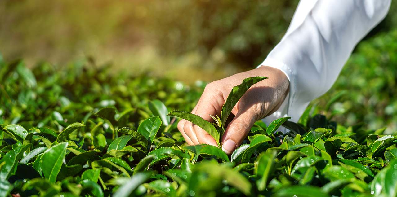 Unlocking the Benefits of Green Tea: For Weight Loss to Fitness
